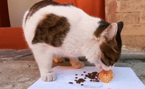 二十多岁进宫,在紫禁城中撸猫8年,她揭开了不为人知的故宫往事