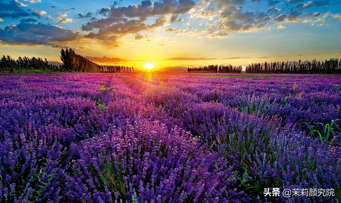 精油初学者入门书籍,精油入门必备护肤品