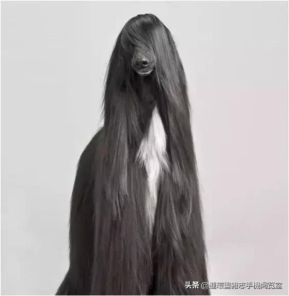 这60种罕见动物你见过几个,60种灭绝的动物