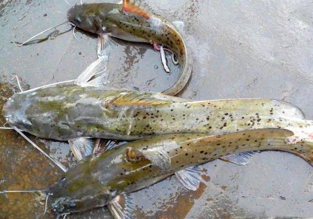 野钓常碰到的鱼有哪些品种,钓鱼必须要知道的四种常见鱼