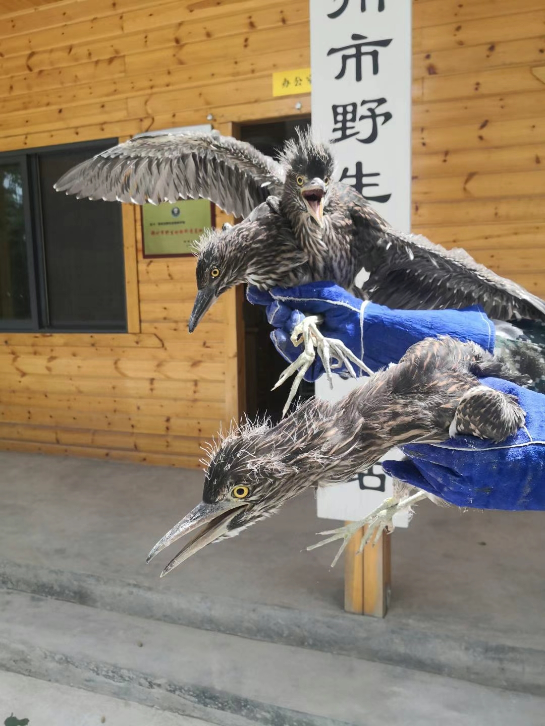 遇见了受伤的幼鸟怎么办,遇见受伤的鸟怎么救助