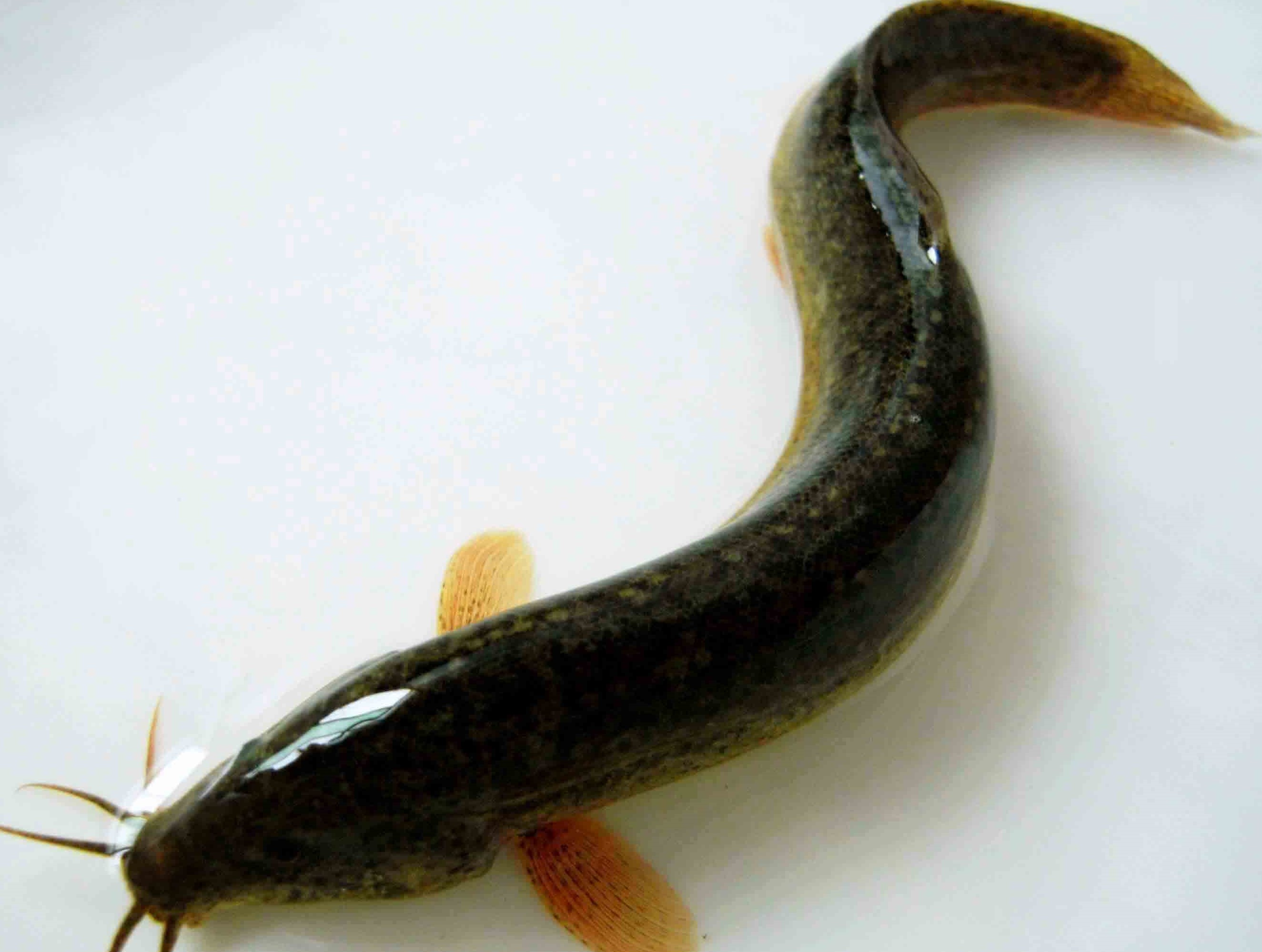 泥鳅繁殖是几月,泥鳅繁殖的视频