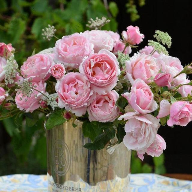 20种必买月季品种图片,网购月季有哪些品种好活