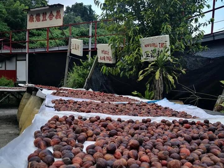 槟城土特产店推荐,槟城有哪些水果特产