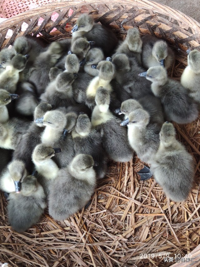 想养活鹅怎么弄,养鹅管理流程和预防方案