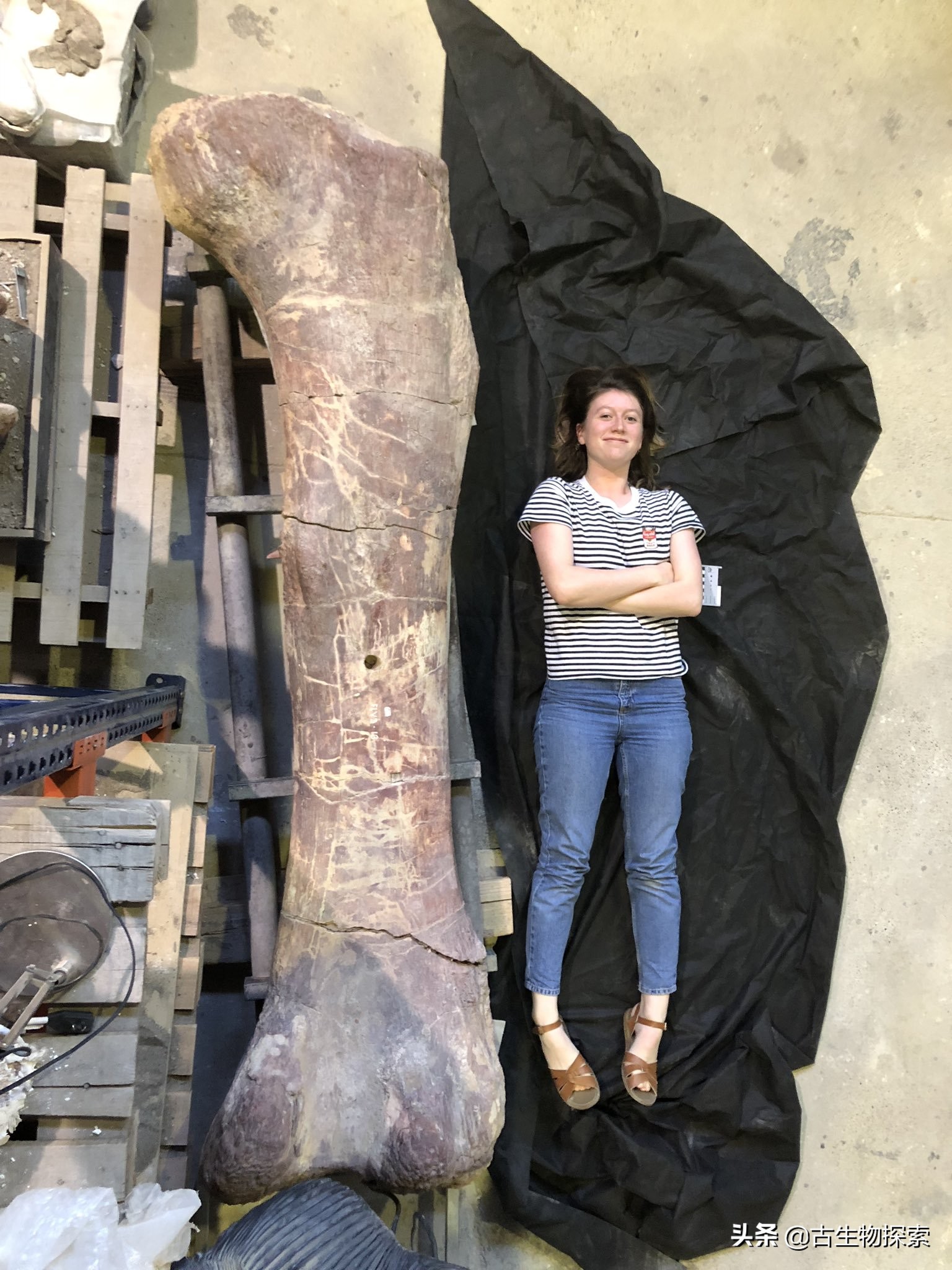 巴塔哥泰坦龙完整化石,巴塔哥泰坦龙进化史