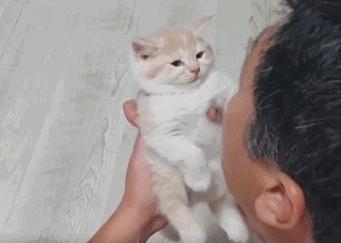 不要随便亲猫的后果,强行亲猫