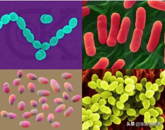 「张院讲故事」子宫内膜炎是如何导致女性不孕的?
