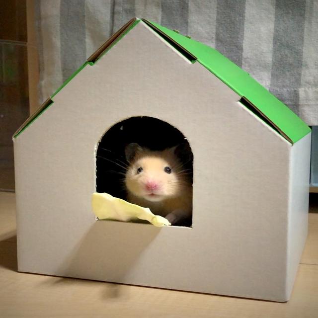 主人给小仓鼠们做饭吃,主人给仓鼠喂东西视频