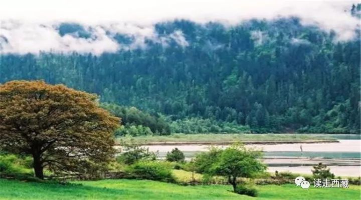 【走*藏西**】羌纳，绿色的海洋