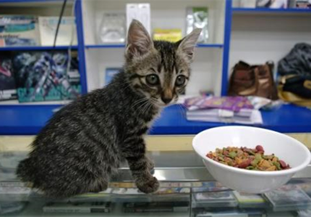 幼猫可以禁食水和粮吗,幼猫不喂猫粮喂养正确方法