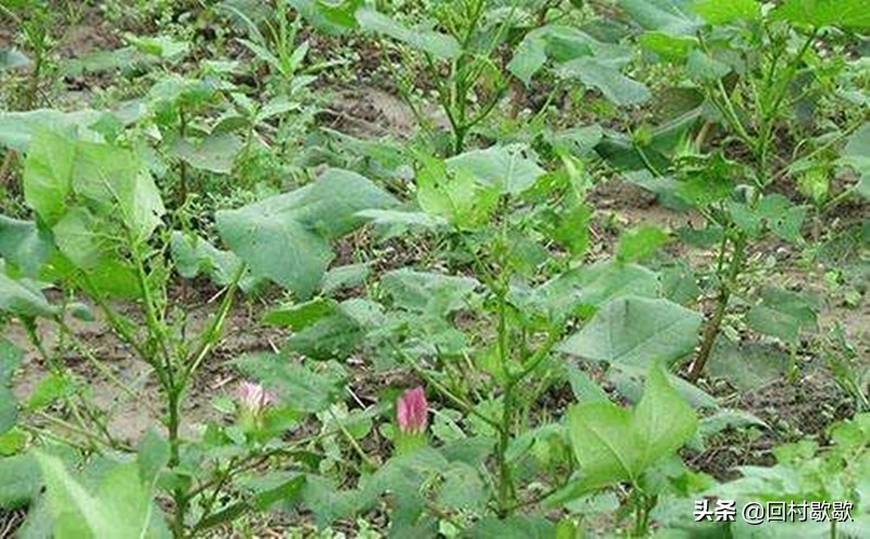 棉叶蝉虫害防治方法,棉花芒蝽象防治