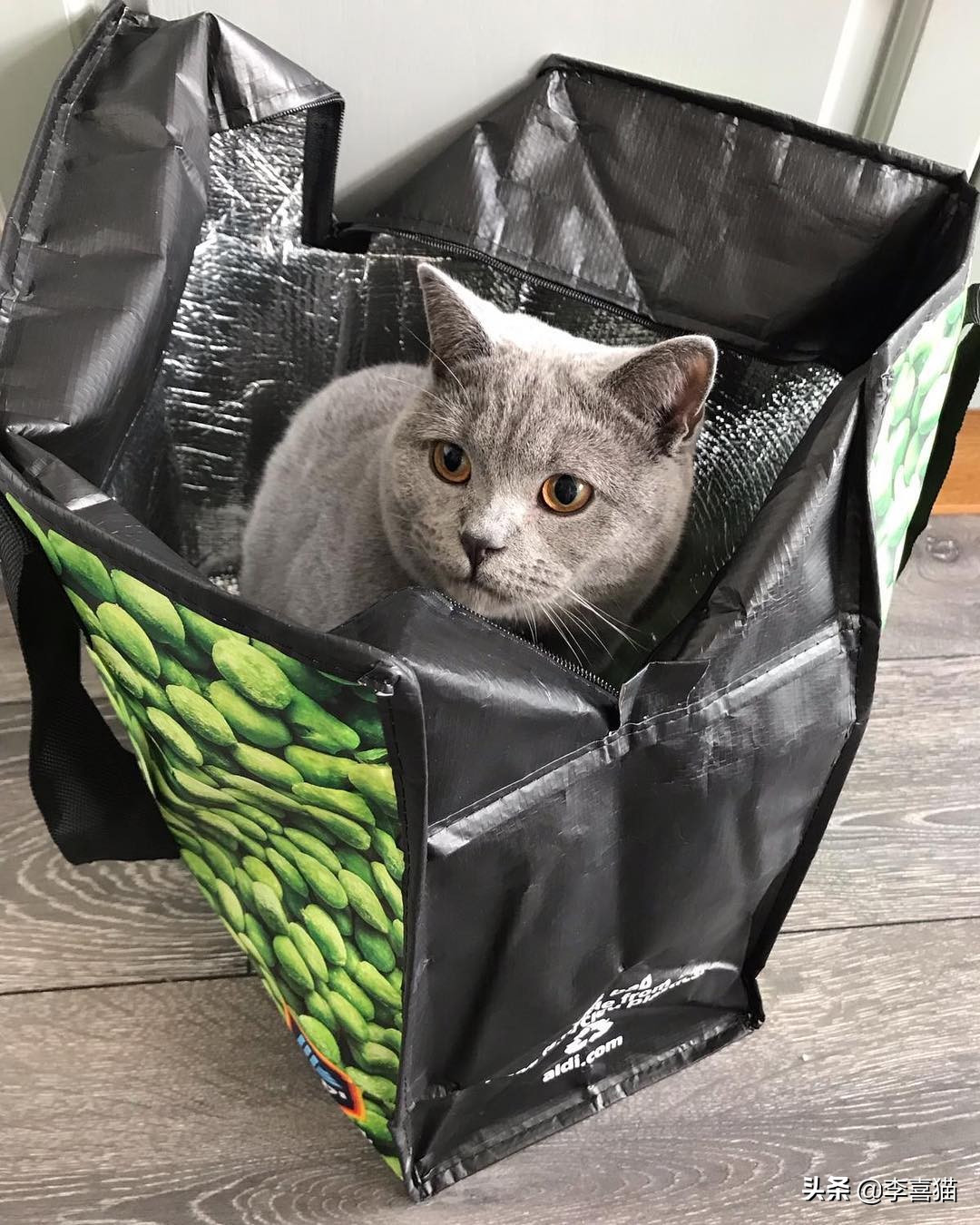 辟谣猫咪谣言,辟谣猫咪并非黑夜都能看得清