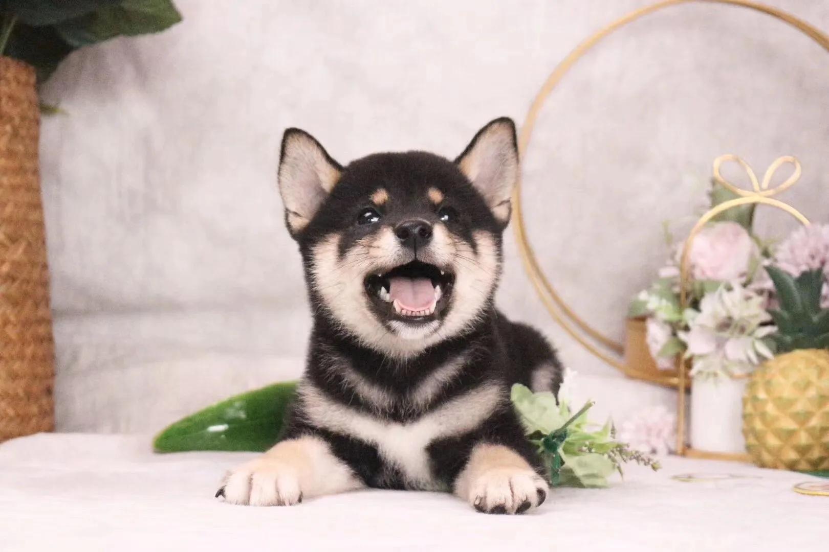 网上买柴犬被骗了怎么办,网上的柴犬是骗人的吗