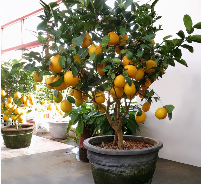 给人养殖什么花适合家养,什么花最好养又适合长期喝