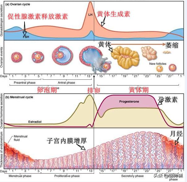 避孕安全期前七后八是什么意思,避孕所谓的前七后八什么意思