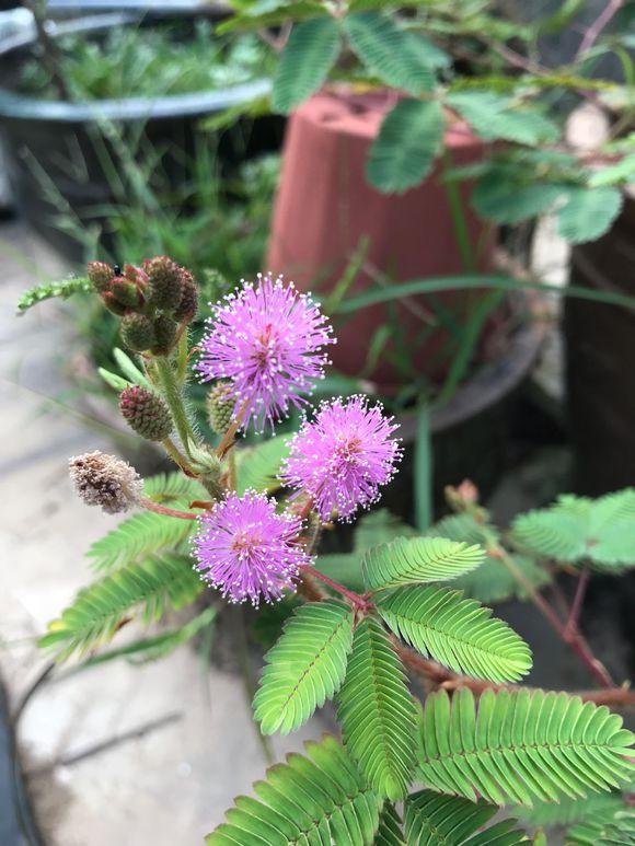 含羞草黄叶子解决办法,含羞草浇水多黄叶怎么补救