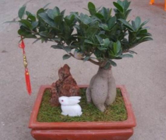 榕树盆景的养殖方法和技巧,小榕树盆景的养殖方法
