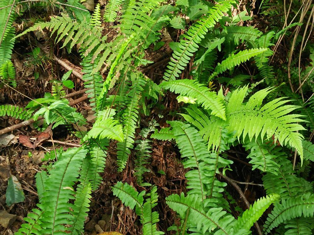 此物十分珍贵,若生长在你家墙角,别拔除价值大