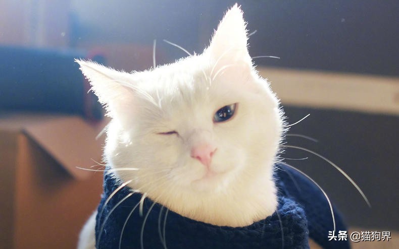 猫会放屁吗猫放屁会怎么样,猫也会打嗝吗