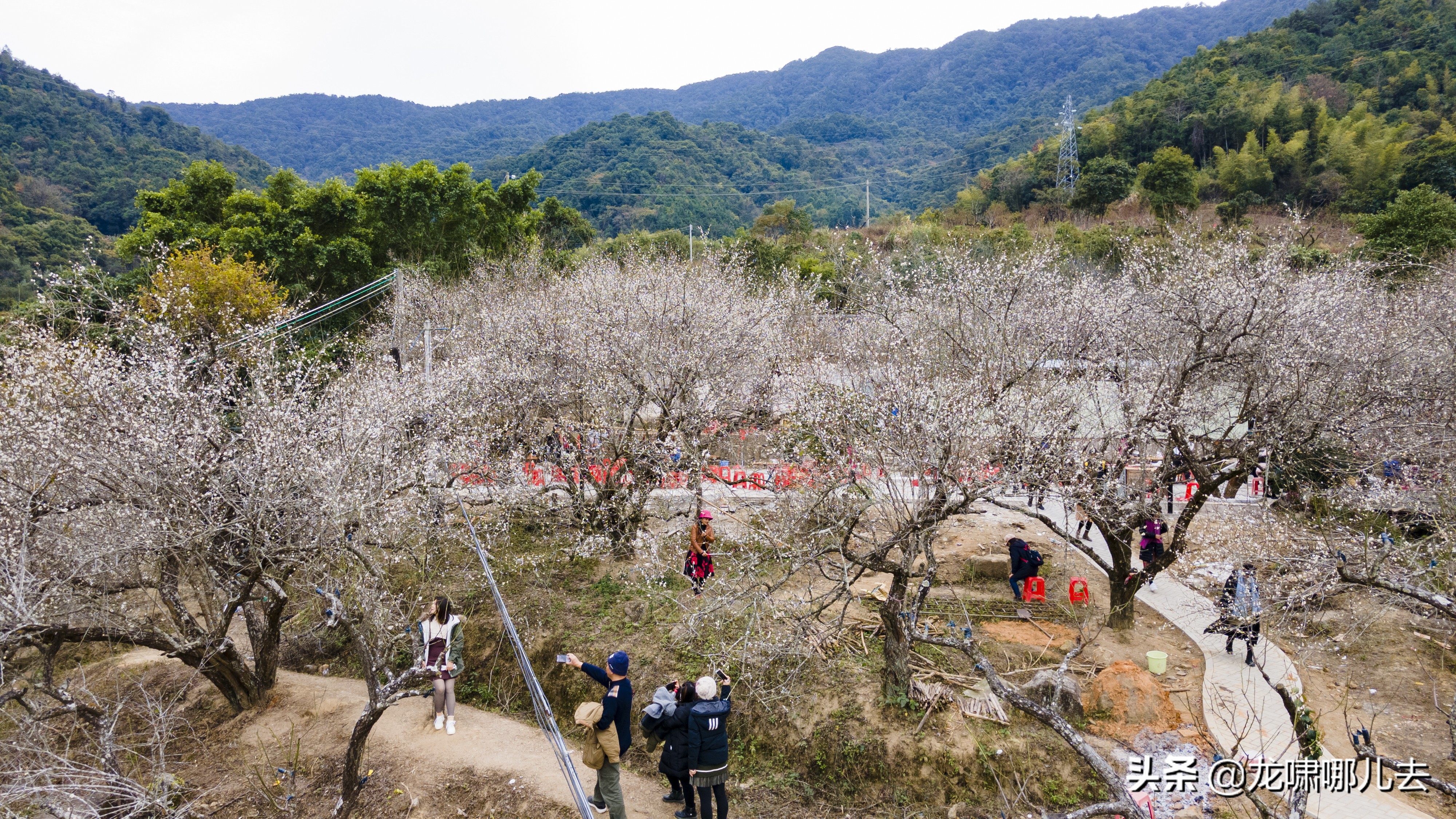 梁化梅园梅花观赏最佳时间,惠州梁化梅园看梅花时间