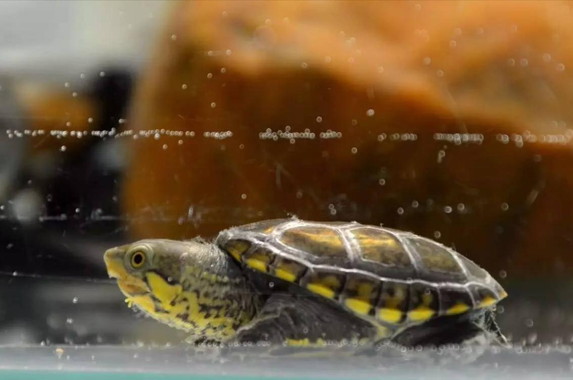 猪肉降价了我们能吃吗,现在什么蛋龟在降价