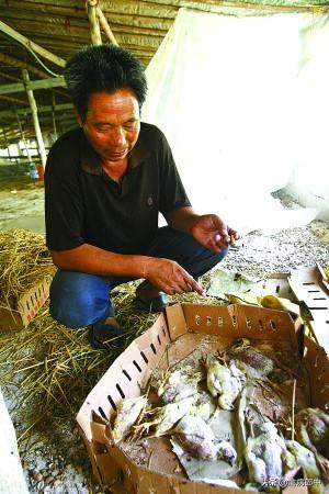 鸡呼吸啰音、甩头、咳嗽，久病不愈！怎么根治？看这里全都明白了