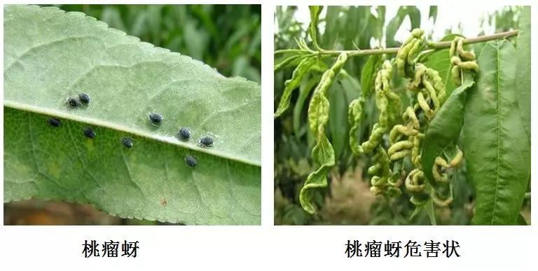 桃树坐果后怎样防治虫害,桃树露红期蚜虫防治