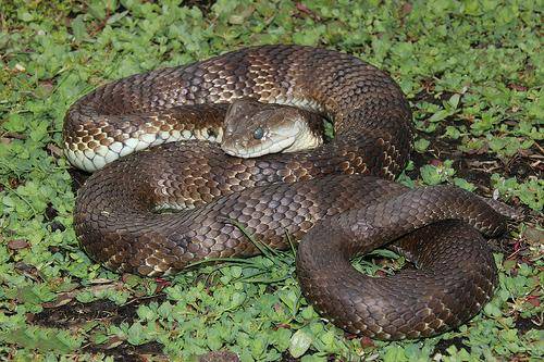 有毒蛇标志,有毒蛇的视频