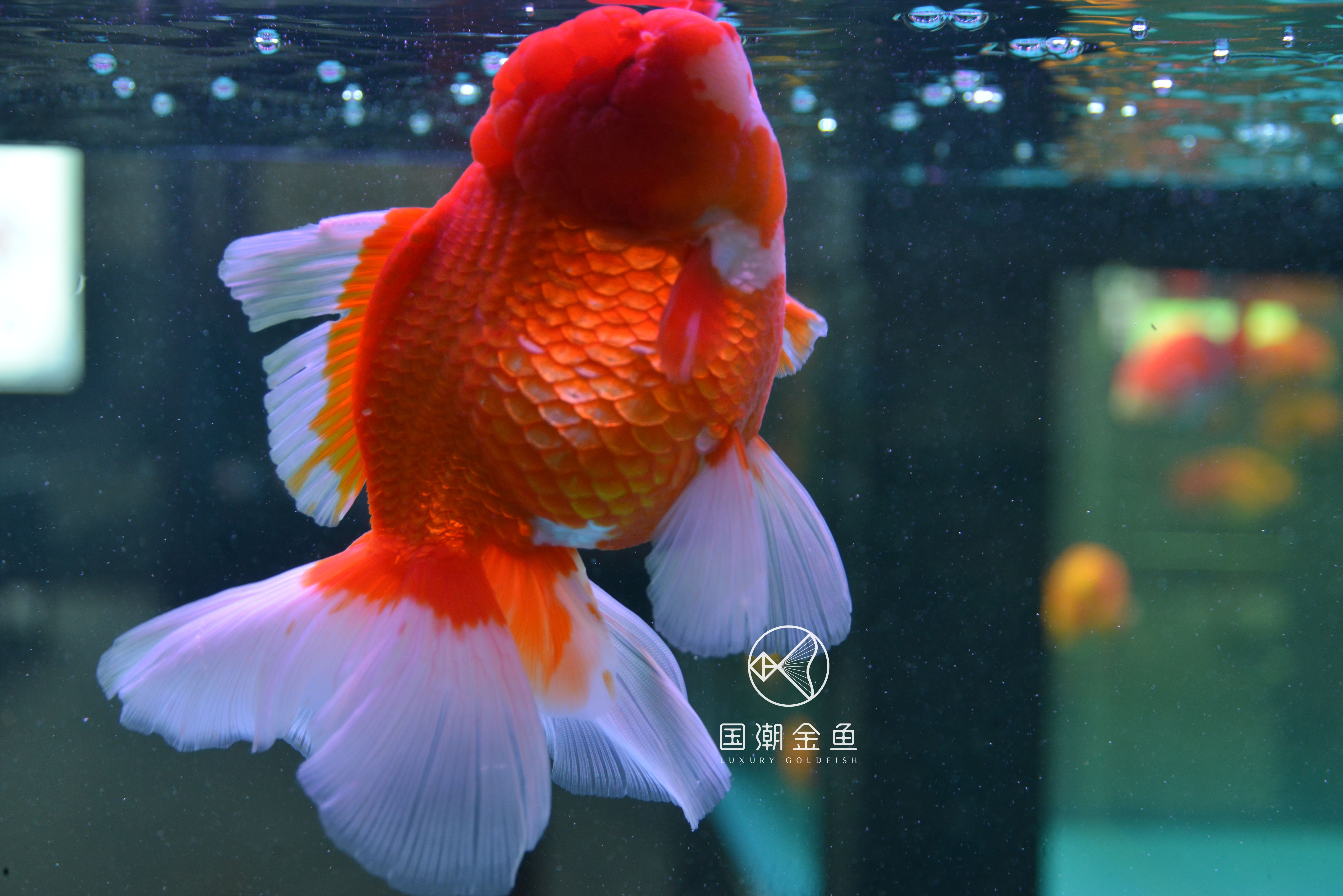 海水缸开缸详细教程视频,养金鱼开缸养水全过程