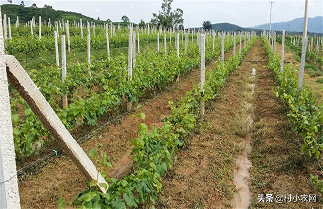 葡萄种植户前景怎么样,葡萄种植前景与销路