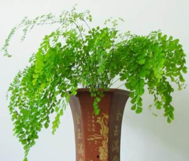 室内能吸毒的花,卧室里适合养的吸毒花