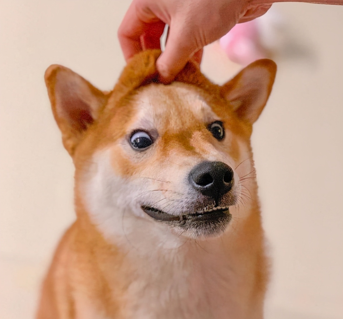 第一次养狗适合养什么狗柴犬,新手养狗推荐比熊还是柴犬