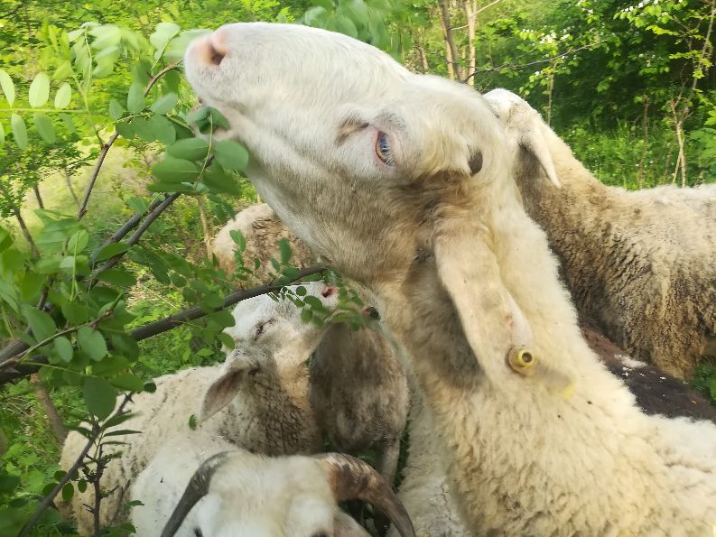 家庭养羊违法吗,农村小规模养羊怎么养合适