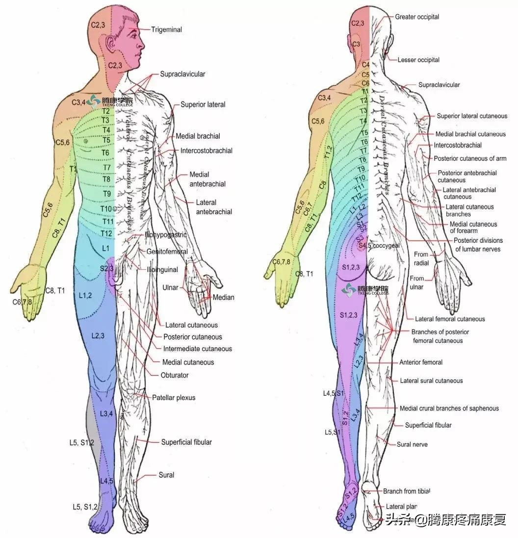 背阔肌综合征病历,背阔综合症