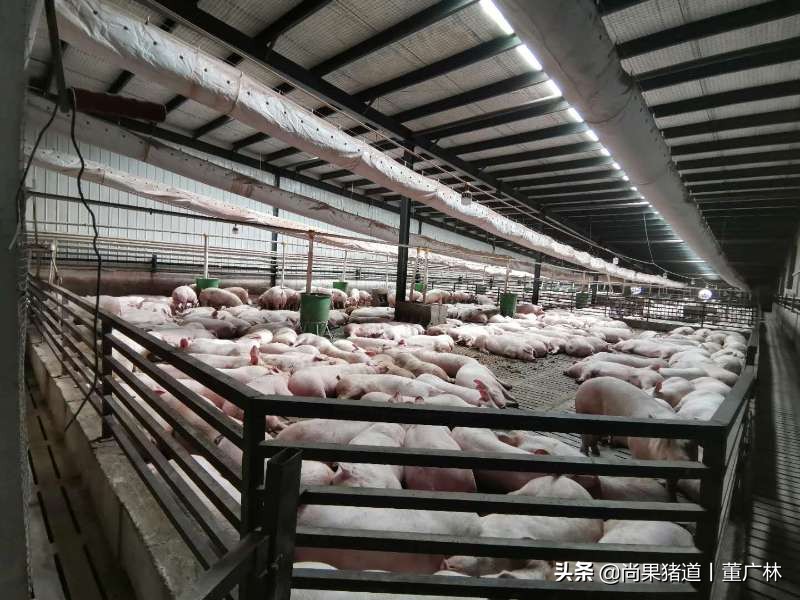 漏缝地板养猪,全漏粪板猪舍的优缺点