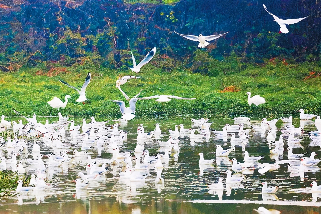 合肥最宜居小区,合肥最宜居的板块