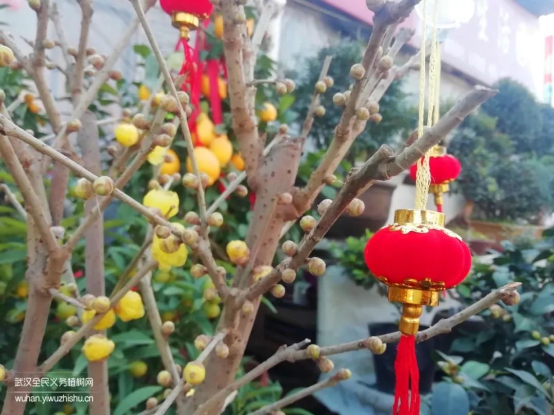 园艺沙龙|前方高能！一大波人相约逛花市，究竟淘了些啥？