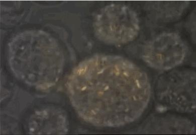 小X书教我用过期酸奶+酵母合成SKII神仙水，舍友差点被熏晕