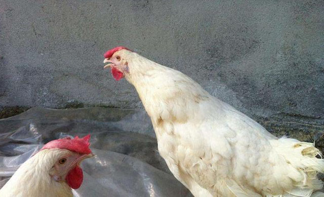 鸡肿头肿脸防治方案,鸡肿脸病的治疗方法