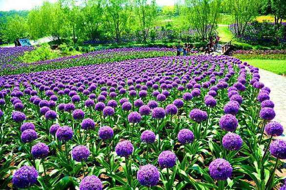 大花葱生出特别小的球能开花吗,大葱开的花就是种子吗