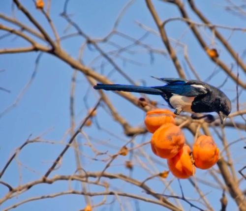为什么喜鹊被称为报喜鸟呢,喜鹊是报喜鸟吗