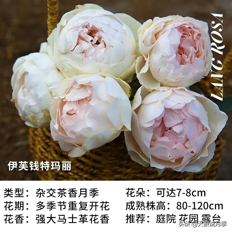 月季控对美的极致追求，尽在伊芙系列