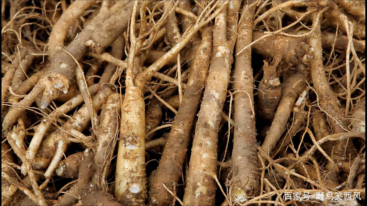 涓庢姊楄嵂鏁堢浉杩戠殑鑽潗,鏂伴矞妗旀鑽潗鍥剧墖鍏ㄥ浘