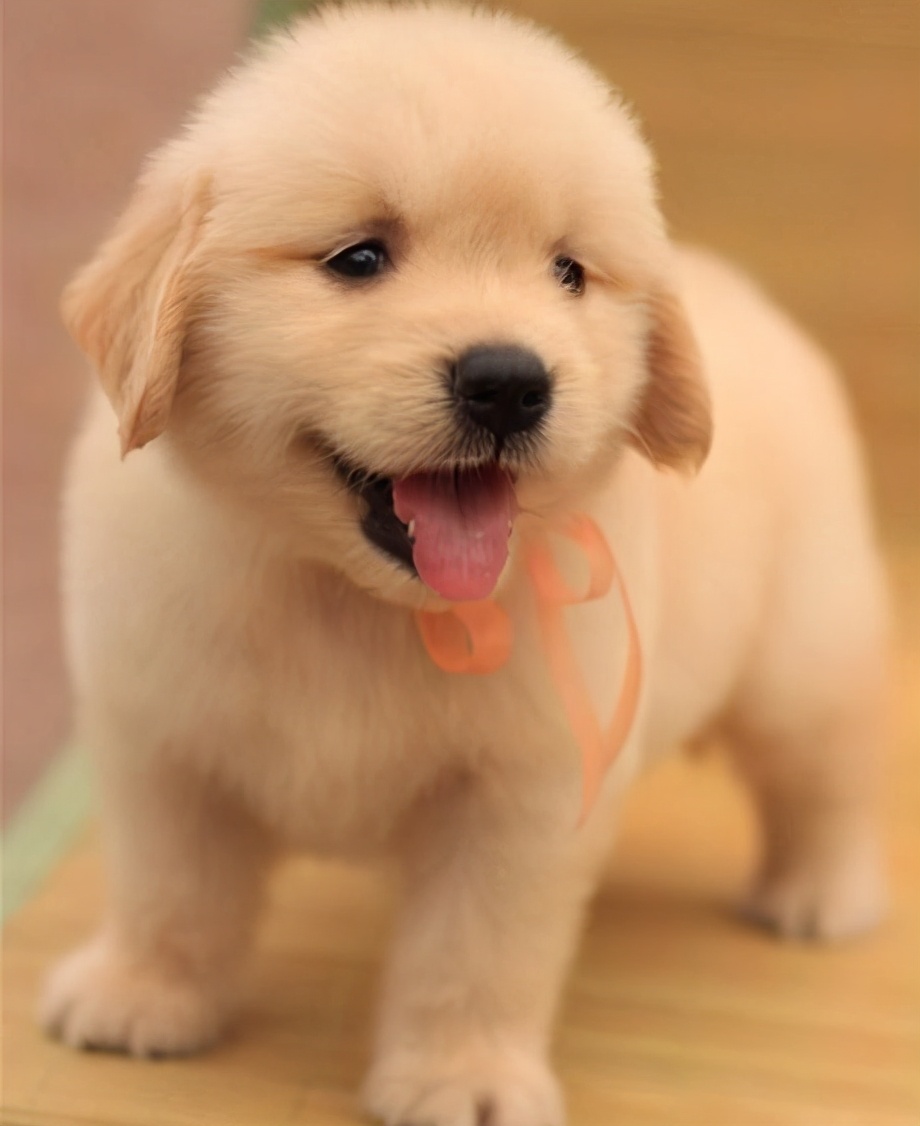 新手铲屎官如何挑选健康的猫咪,金毛新手铲屎官养狗需要准备什么