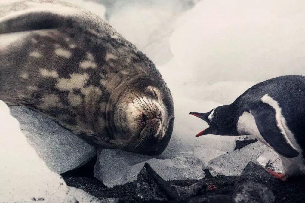 椋熺勃鑰呬笉鍏ヤ镜,椋熶箣鏃犺嚟寮冧箣鍙儨