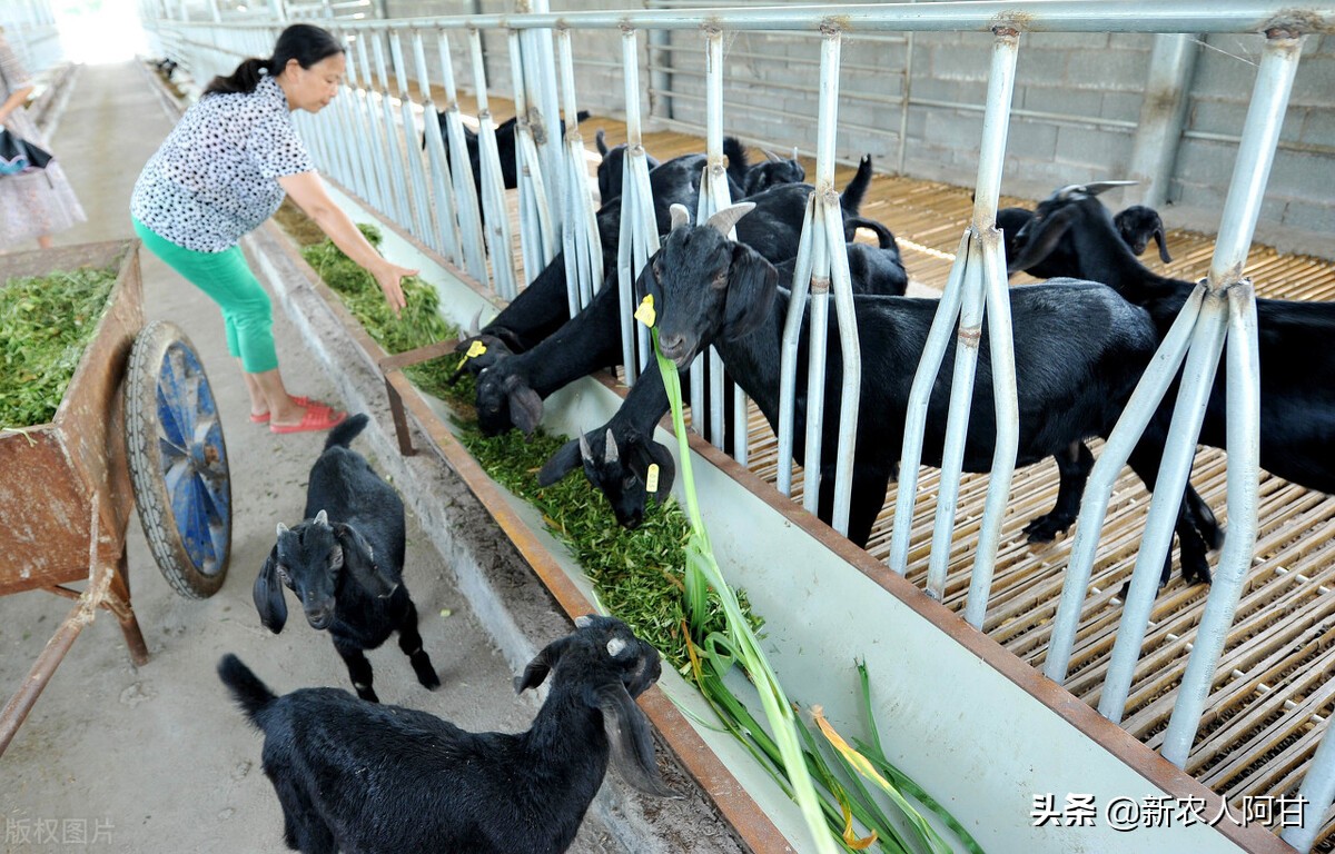 新手养羊筹划方法,如何养羊利润最大化
