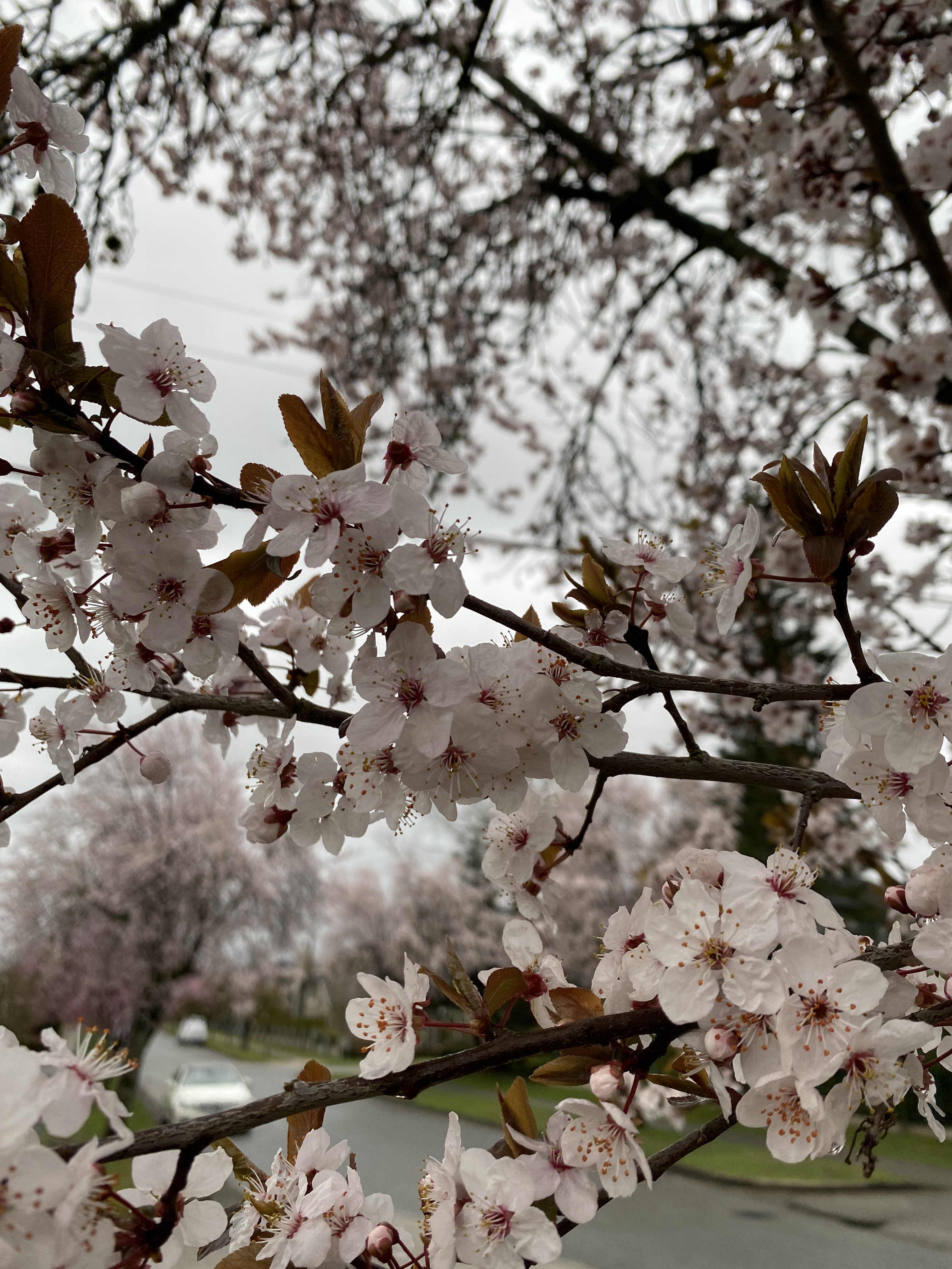 加拿大超级签证医疗保险,加拿大疫苗政策入境要求