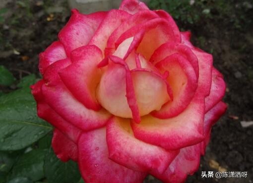 中国月季红色浓香,13种中国红月季让你美个爆