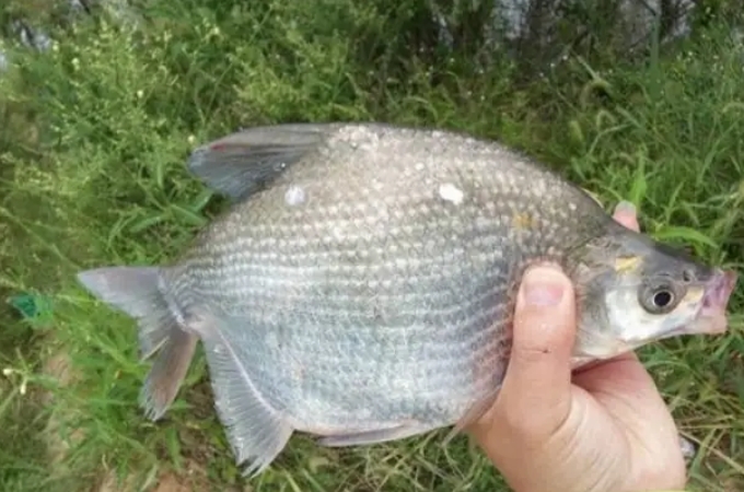 鳊鱼不怕退水吗,鳊鱼不黑怎么办